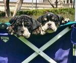 Small Photo #5 Olde English Bulldogge Puppy For Sale in POWAY, CA, USA