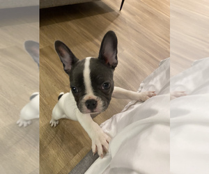 French Bulldog Puppy for sale in HOUSTON, TX, USA