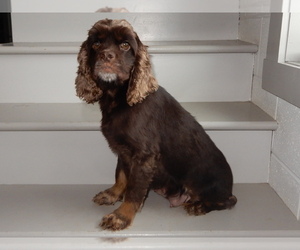 Mother of the Cockapoo (Miniature) puppies born on 02/28/2026