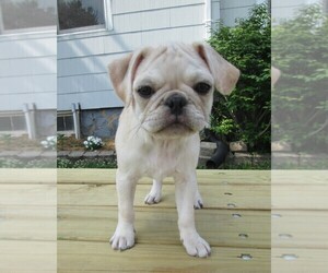 Pug Puppy for sale in STRATFORD, WI, USA