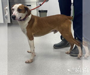 Pointer-Unknown Mix Dogs for adoption in Washington, DC, USA