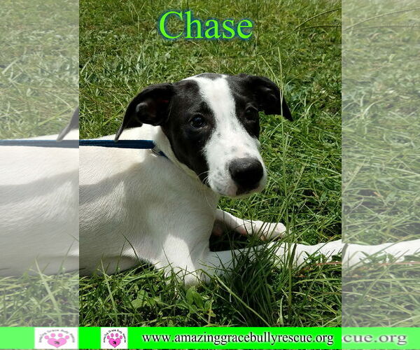 Medium Photo #6 Greyhound-Jack Russell Terrier Mix Puppy For Sale in Milton, FL, USA