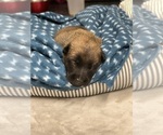 Small Photo #216 Belgian Malinois Puppy For Sale in REESEVILLE, WI, USA