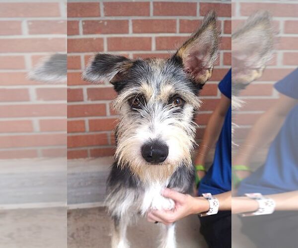Medium Photo #1 Mutt Puppy For Sale in Carrollton, TX, USA