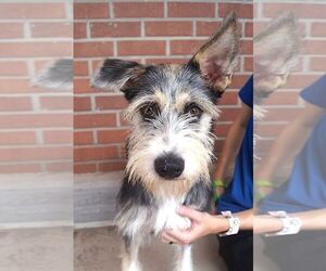 Mutt Dogs for adoption in Carrollton, TX, USA