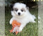 Image preview for Ad Listing. Nickname: Pebbles