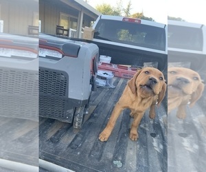 Labrador Retriever Puppy for Sale in LINCOLN, California USA
