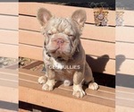 Small Photo #1 French Bulldog Puppy For Sale in METUCHEN, NJ, USA