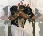 Small Yorkshire Terrier