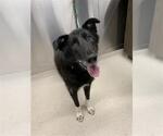 Small Photo #4  Puppy For Sale in , 