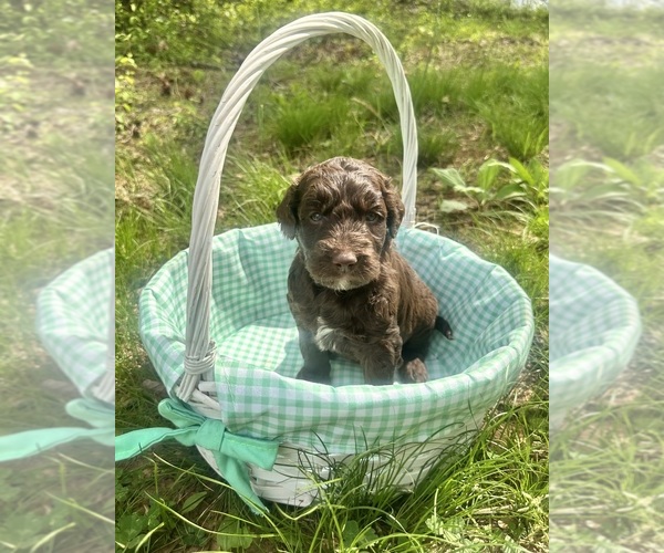 Medium Photo #4 Double Doodle Puppy For Sale in ROARING RIVER, NC, USA