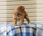 Puppy Edison Cockapoo-Poodle (Miniature) Mix