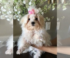Maltipoo-Poodle (Toy) Mix Puppy for sale in SARASOTA, FL, USA