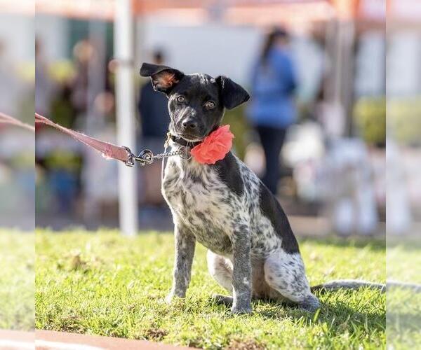 Medium Photo #4 Jack Russell Terrier-Unknown Mix Puppy For Sale in San Diego, CA, USA