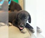 Small #1 Border Collie Mix