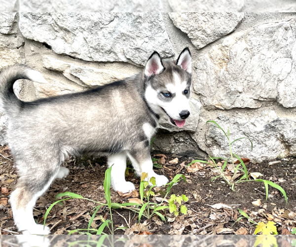 Medium Photo #14 Siberian Husky Puppy For Sale in BRKN ARW, OK, USA