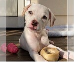 Small #9 Mutt