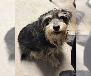 Miniature Schnauzer-Unknown Mix Dogs for adoption in Fremont, CA, USA