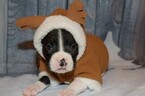 Small Photo #43 Boxer Puppy For Sale in CHILHOWEE, MO, USA