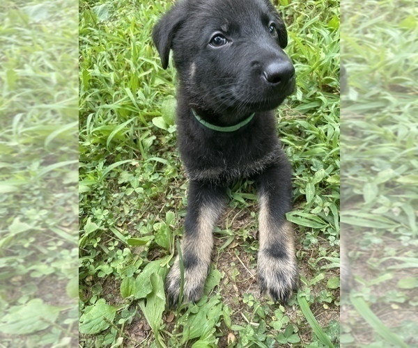 Medium Photo #2 German Shepherd Dog Puppy For Sale in WEST POINT, VA, USA