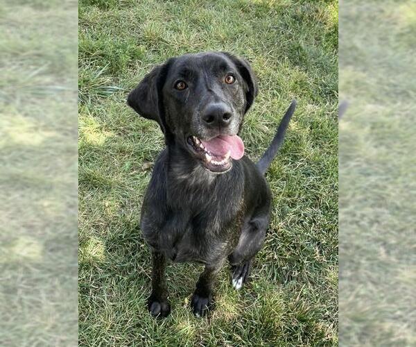 Medium Photo #2 Black and Tan Coonhound-Labrador Retriever Mix Puppy For Sale in Lee's Summit, MO, USA