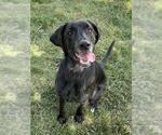 Small #1 Black and Tan Coonhound-Labrador Retriever Mix
