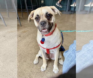 Puggle Dogs for adoption in St. Louis Park, MN, USA