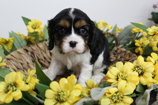 Cavalier King Charles Spaniel Puppy for sale in FARMINGTON, MO, USA