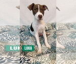 Small #7 Labrador Retriever Mix
