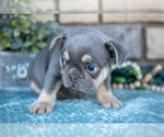 Small #2 French Bulldog