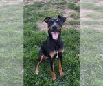 Small #4 Doberman Pinscher Mix