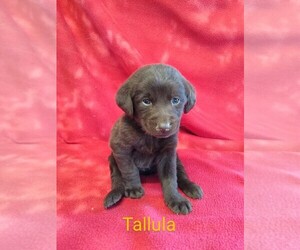 Labrador Retriever Puppy for sale in PAULDING, OH, USA