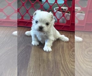 Maltese Puppy for sale in PORT SAINT LUCIE, FL, USA