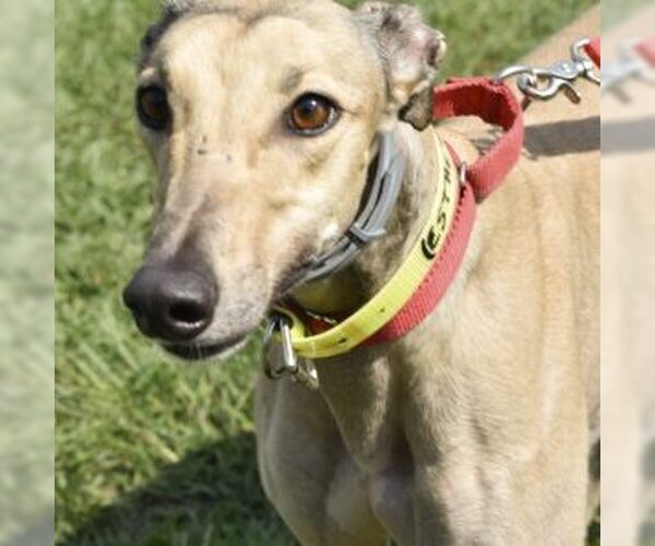 Medium Photo #1 Greyhound Puppy For Sale in Grandville, MI, USA