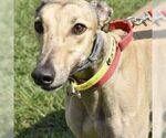 Small Greyhound
