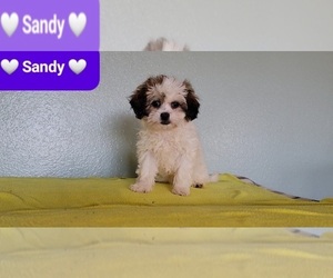 Zuchon Puppy for sale in TUCSON, AZ, USA
