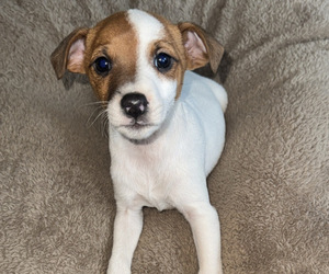 Jack Russell Terrier Puppy for sale in NEW BALTIMORE, MI, USA