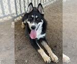 Small #1 Siberian Husky Mix