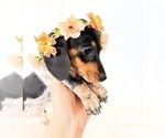 Image preview for Ad Listing. Nickname: AKC Opal