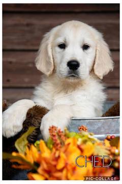 Medium Photo #1 English Cream Golden Retriever Puppy For Sale in JEFFERSON, GA, USA