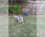 Small #2 Siberian Husky