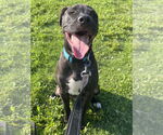 Small #1 Labrador Retriever Mix