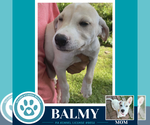 Small #2 Labrador Retriever Mix