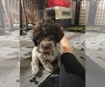 Puppy Pink  Omey Lagotto Romagnolo