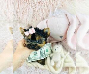 Medium Yorkshire Terrier