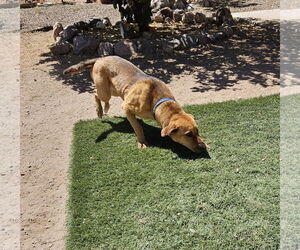 Medium Labrador Retriever Mix