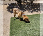 Small Labrador Retriever Mix