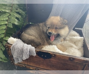 Pomeranian Puppy for Sale in BENTON, Illinois USA