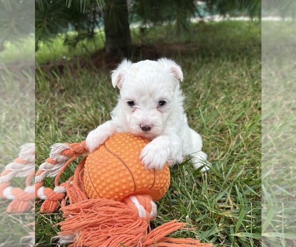 Medium Photo #2 Maltese Puppy For Sale in MIDDLEBURY, IN, USA