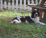 Small Photo #1 Newfoundland Puppy For Sale in MECHANICSVILLE, MD, USA